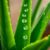 Aloes w pielęgnacji skóry – nawilża czy wysusza? Obalamy mity